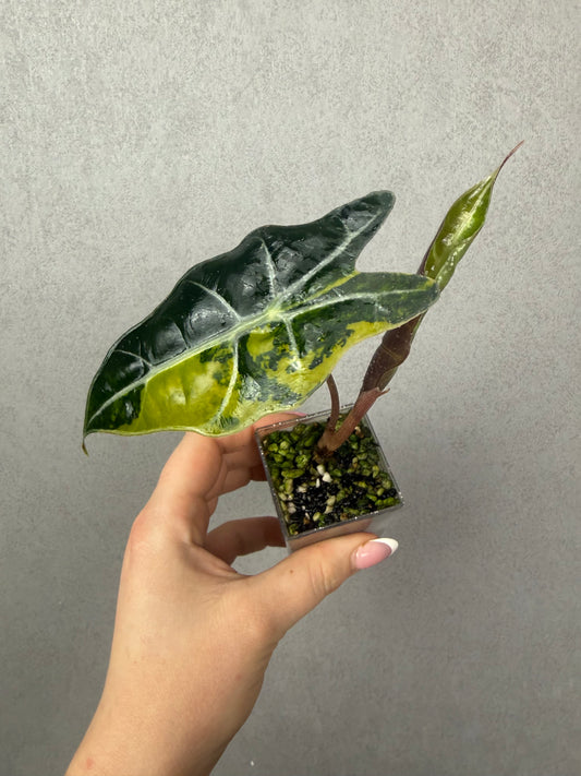 Alocasia Watsoniana x Polly Aurea