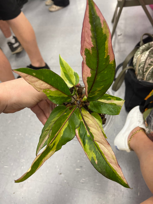 Anthurium hookerii