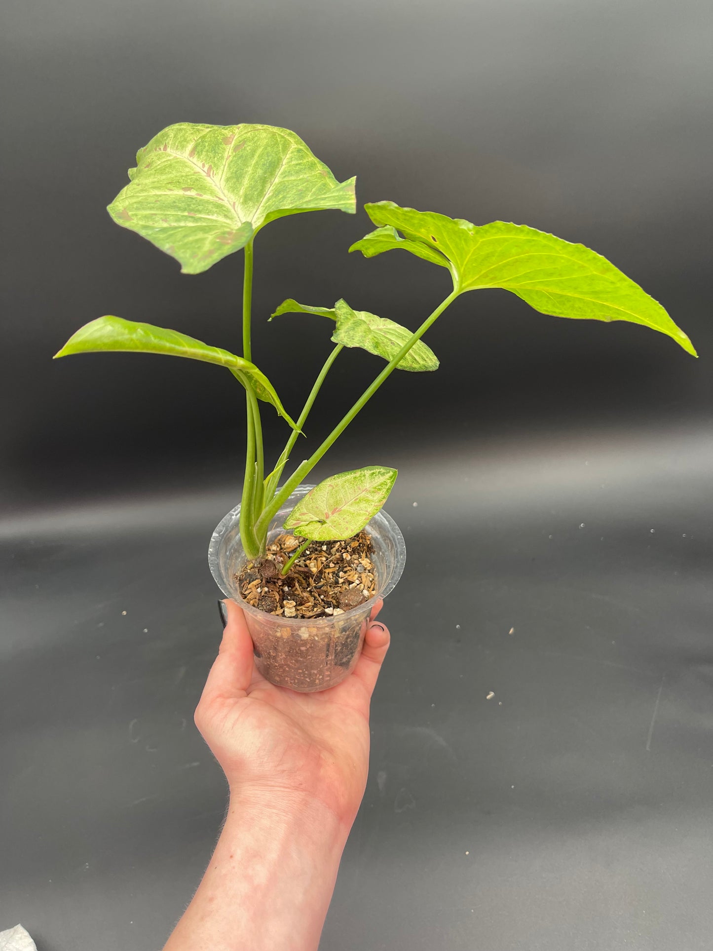 Syngonium Milk Confetti Tricolor