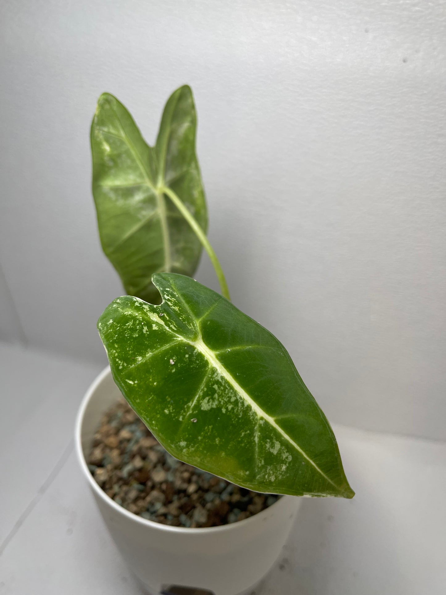 Variegated Alocasia Frydek