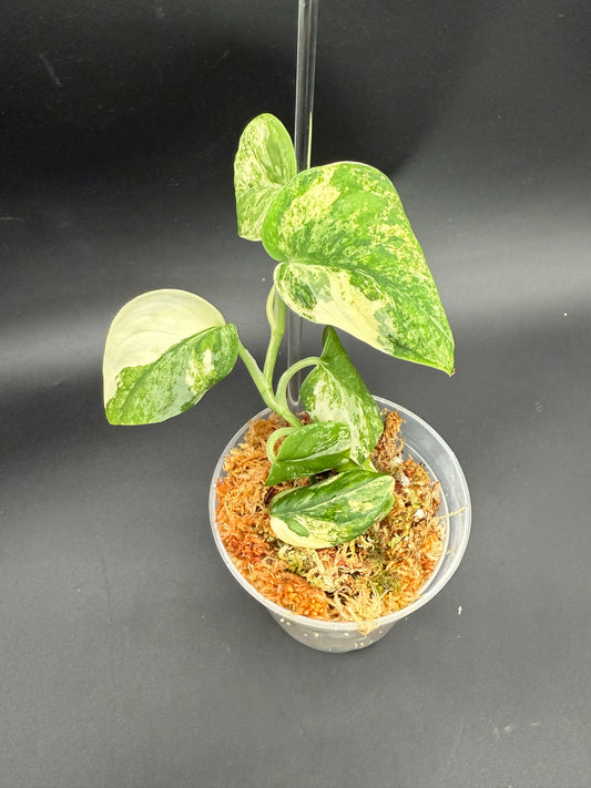 Scindapsus Manguari