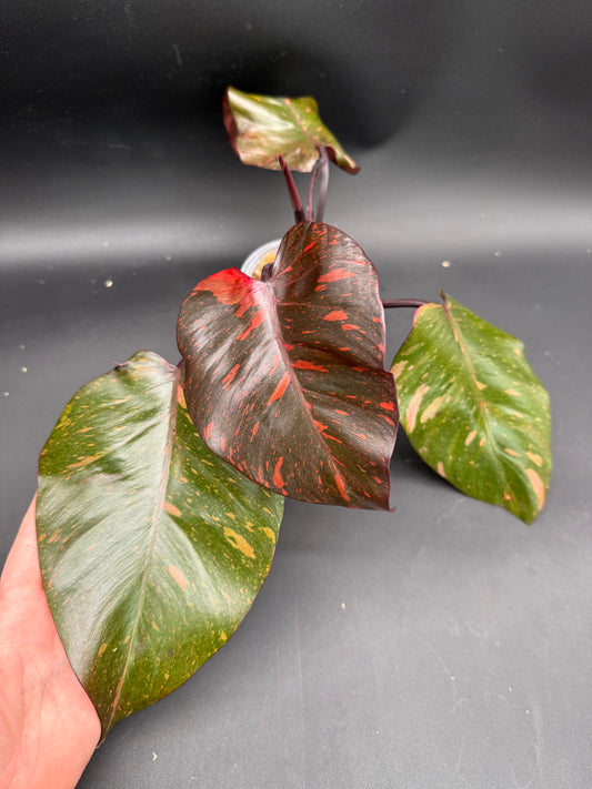 Philodendron Orange Princess Marble Galaxy
