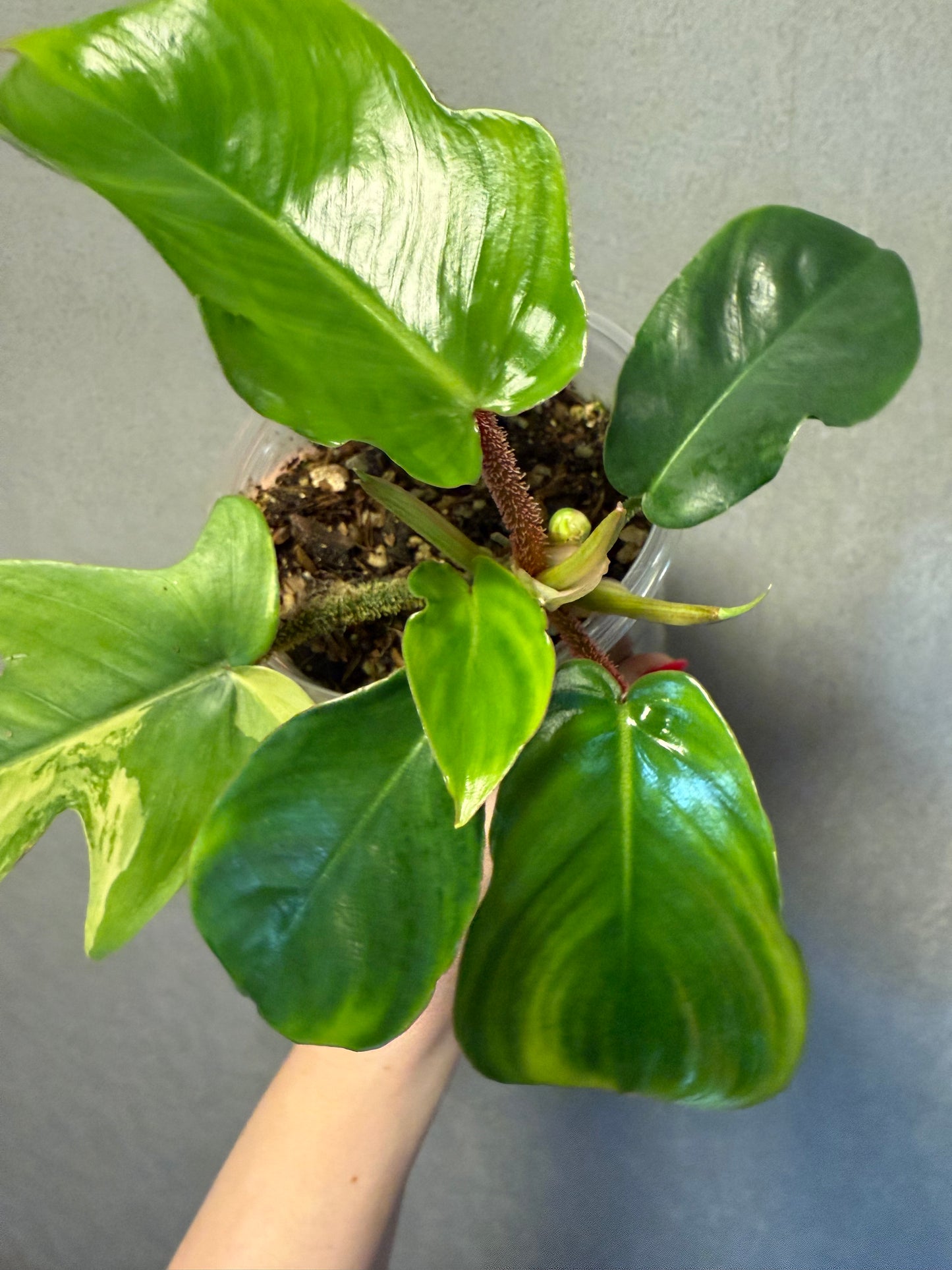 Philodendron Squamiferium Variegated