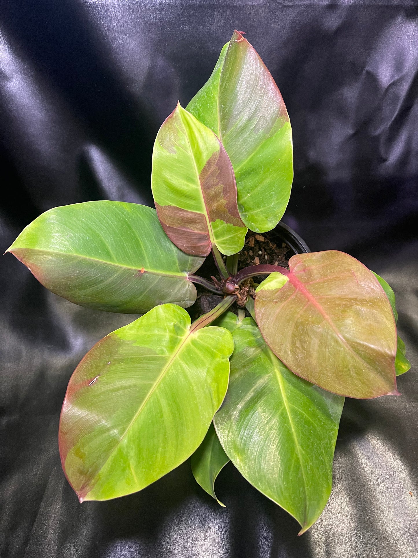 Philodendron Red Moon