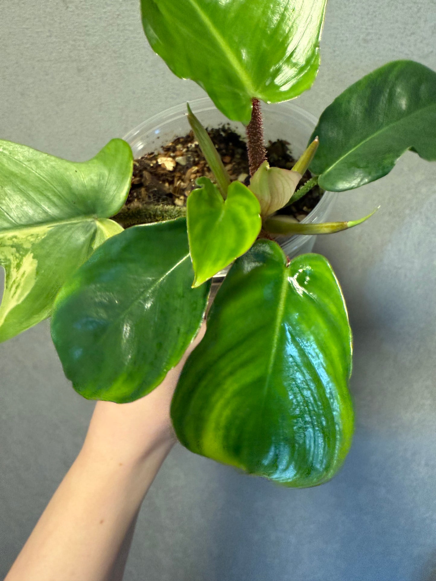 Philodendron Squamiferium Variegated