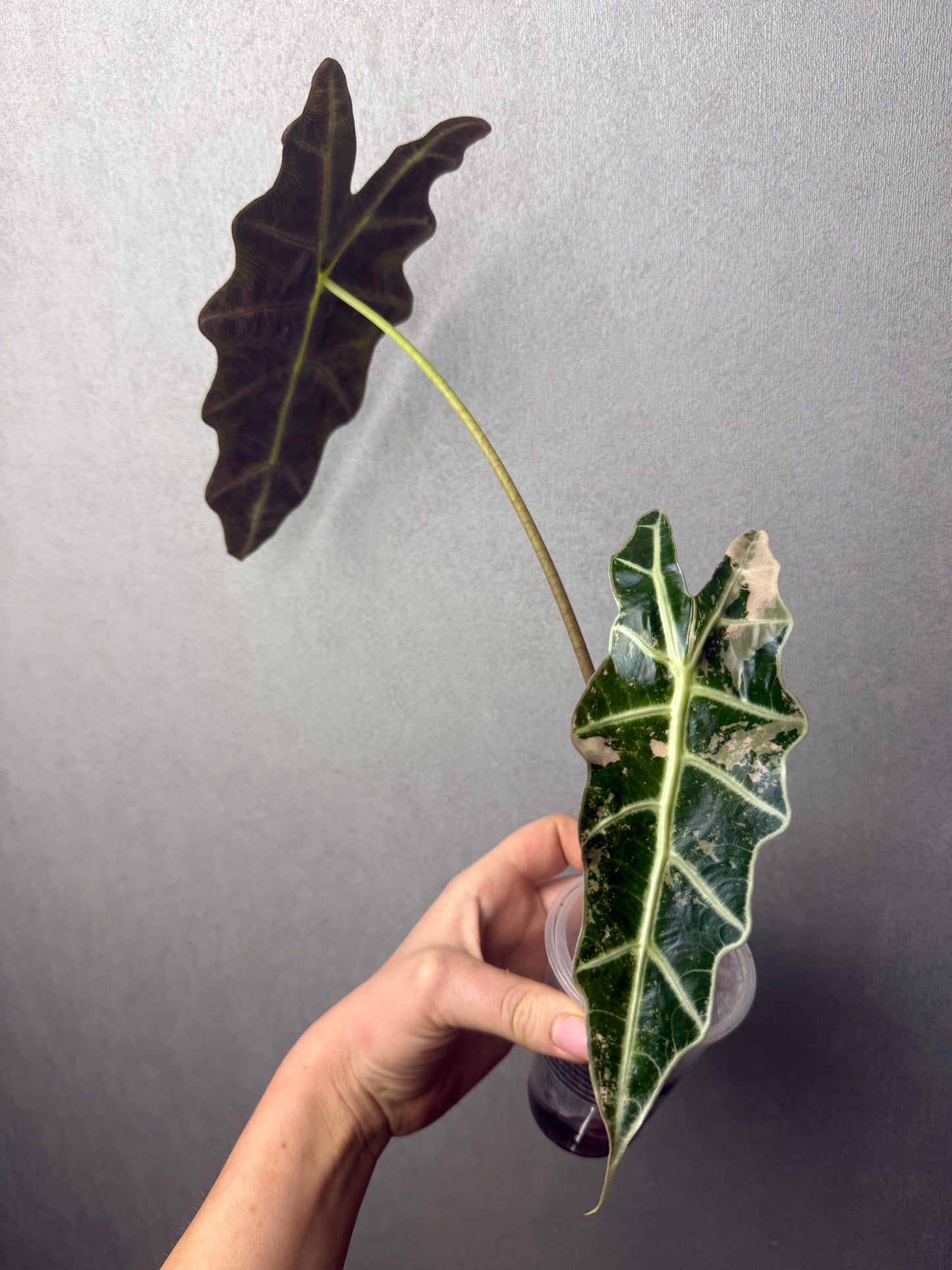 Alocasia Sanderiana Bull Albo (True Amazonica Pink)