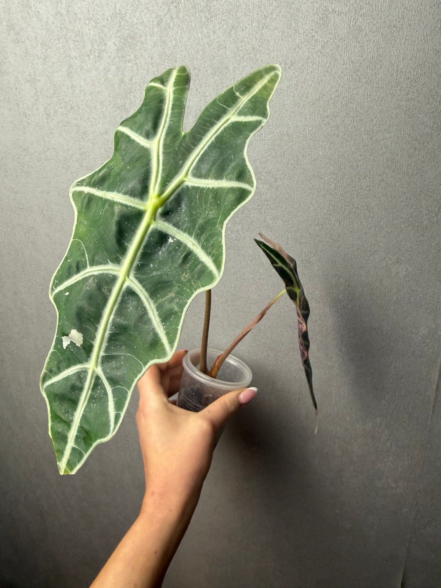 Alocasia Sanderiana Bull Albo (True Amazonica Pink)