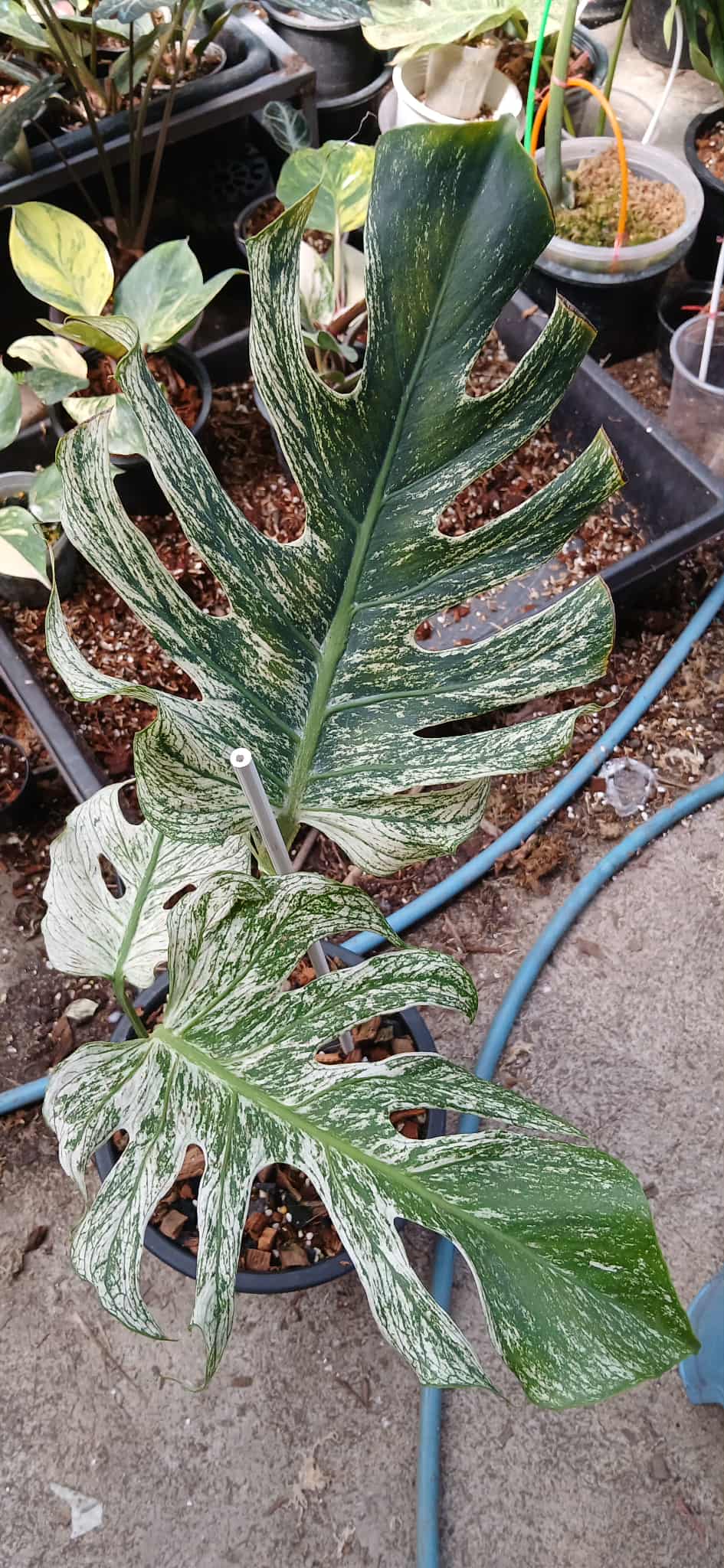 PRE-ORDER) Monstera Devil Monster – Weirdly Green