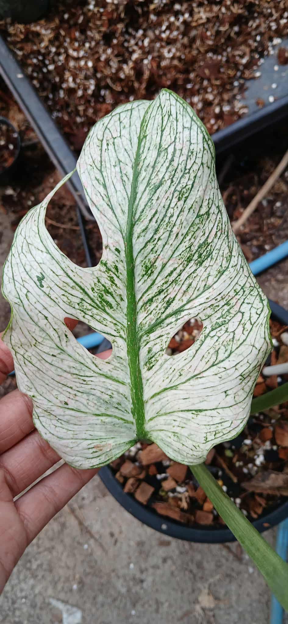 monstera devil monster price PRE-ORDER) Monstera Devil Monster – Weirdly Green