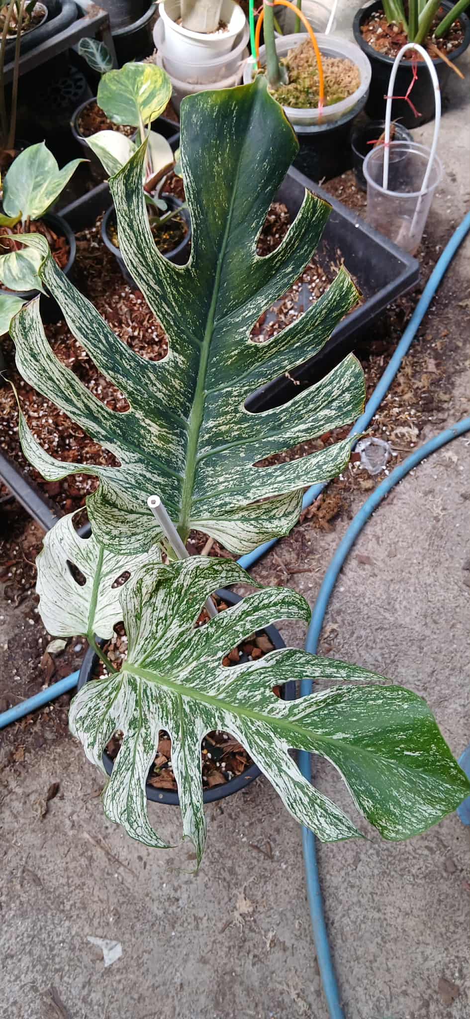 devil monster monstera PRE-ORDER) Monstera Devil Monster – Weirdly Green
