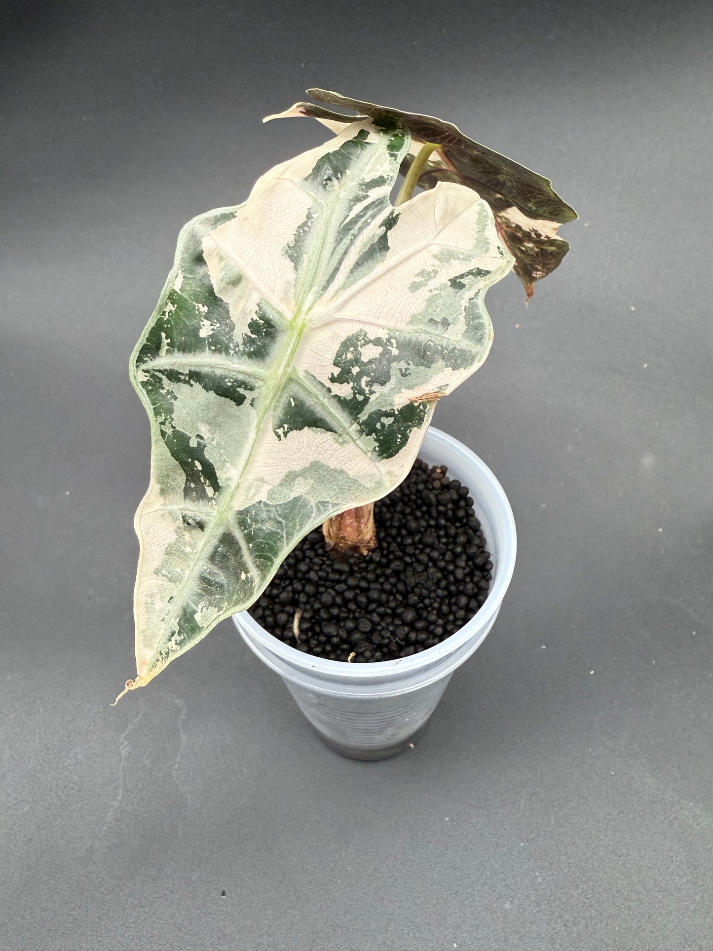 Alocasia Pink Amazonica