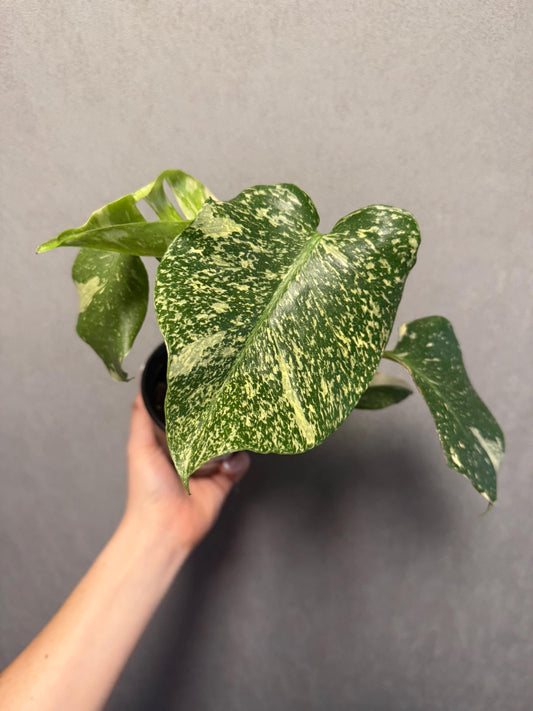 Monstera Starlight