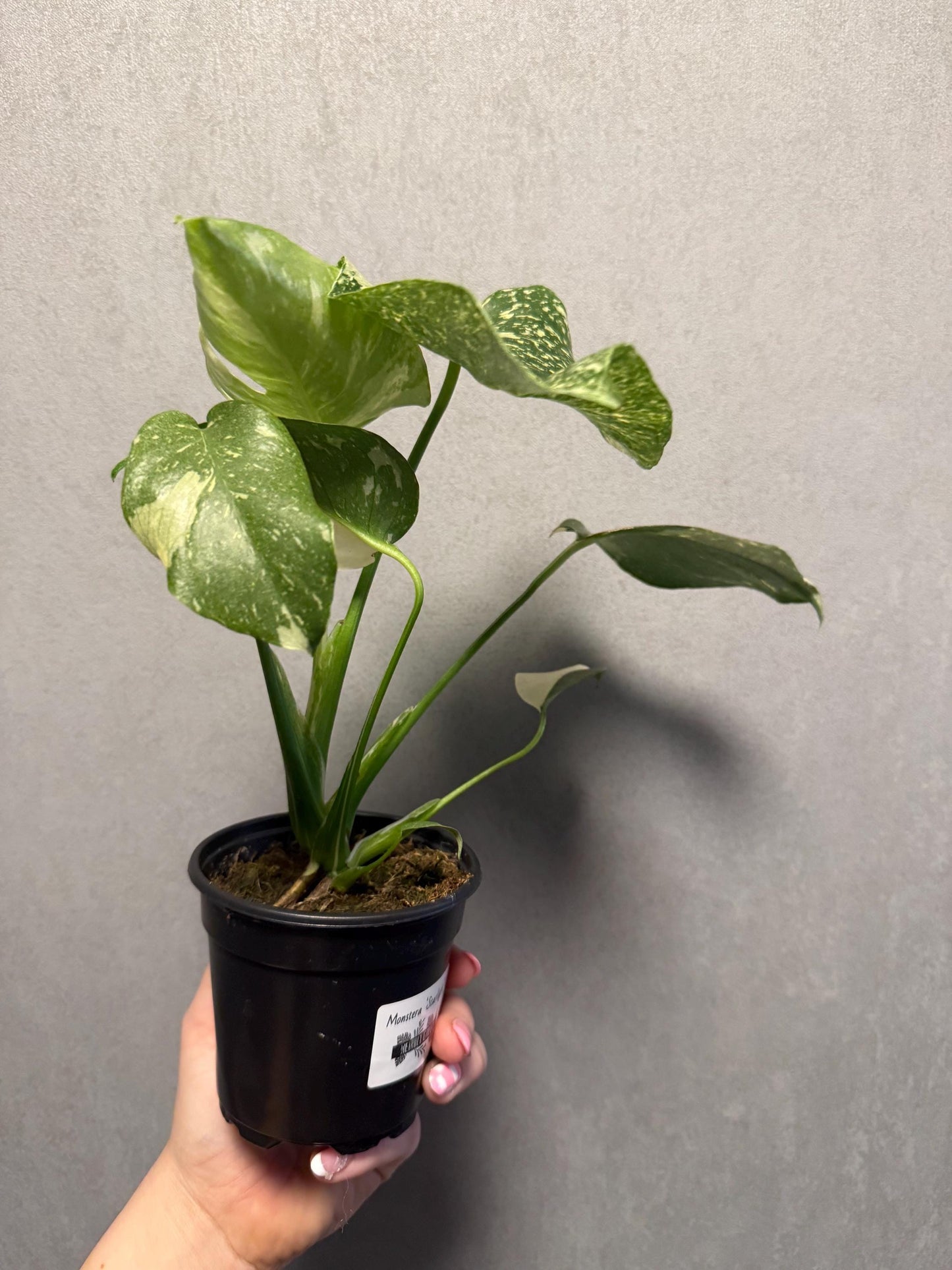 Monstera Starlight