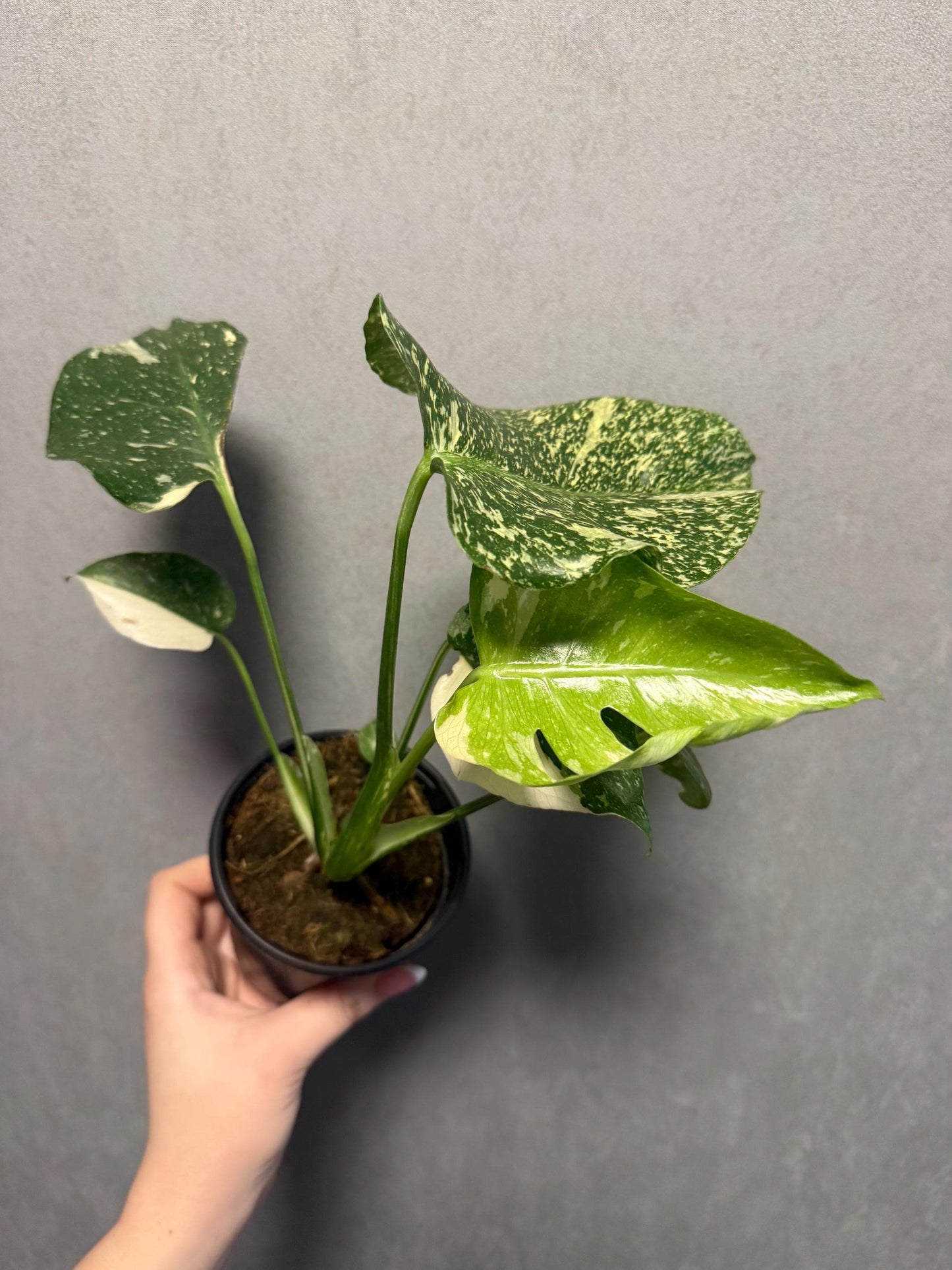 Monstera Starlight