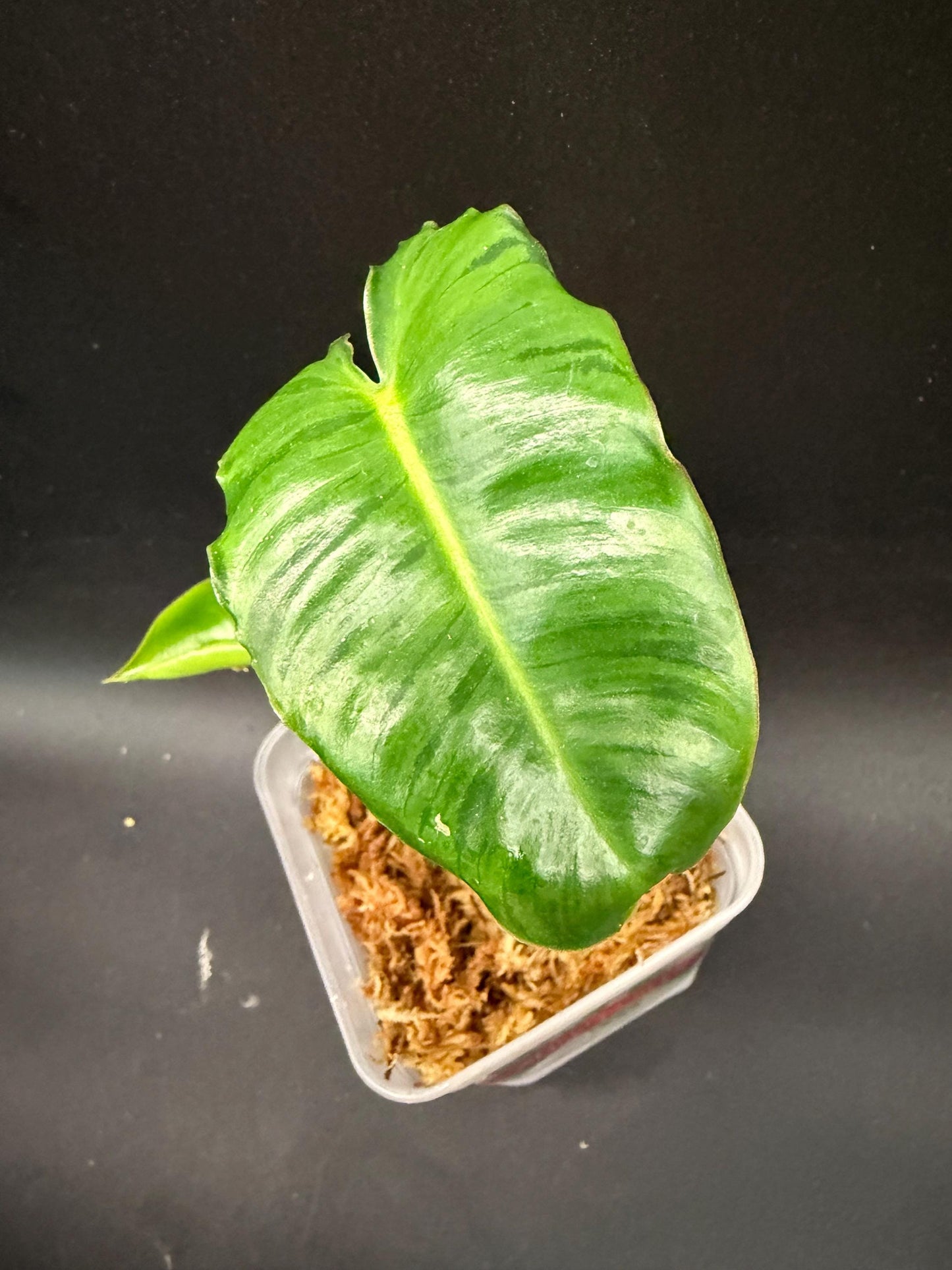 NEW RELEASE! Philodendron Burle Marx ‘Tiger Mint’