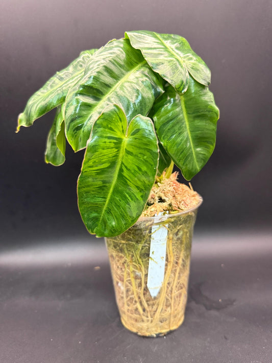 NEW RELEASE! Philodendron Burle Marx ‘Tiger Mint’