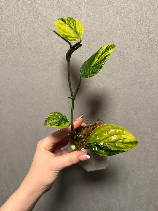 Monstera Peru Variegated