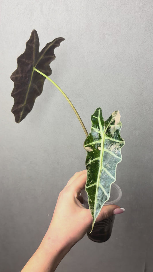 Alocasia Sanderiana Bull Albo (True Amazonica Pink)