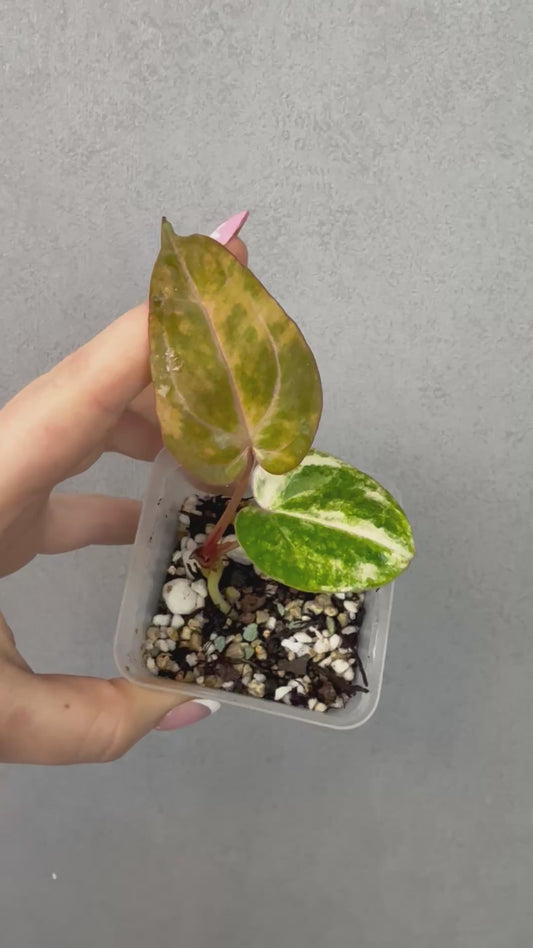 Anthurium Papillilaminum Variegated x Michelle (from seed)