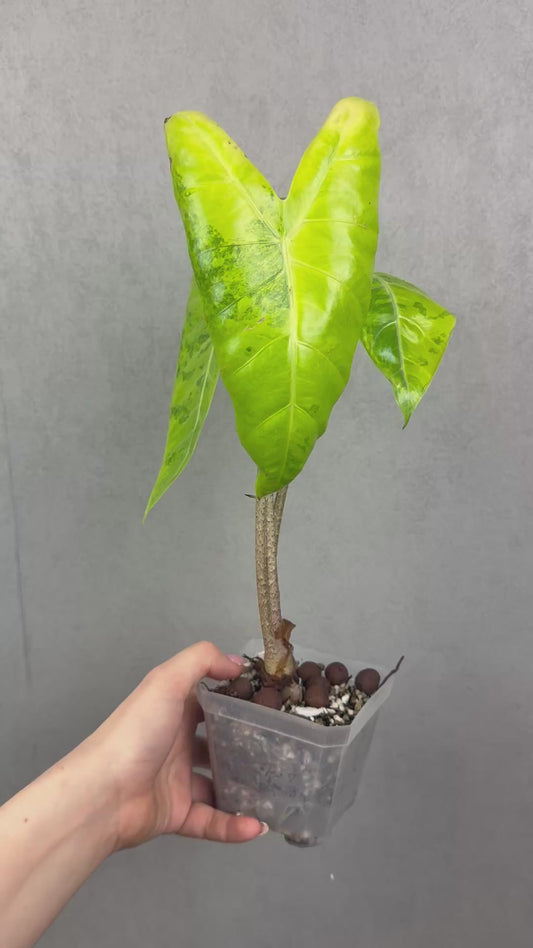Alocasia Longiloba Lemon Lime