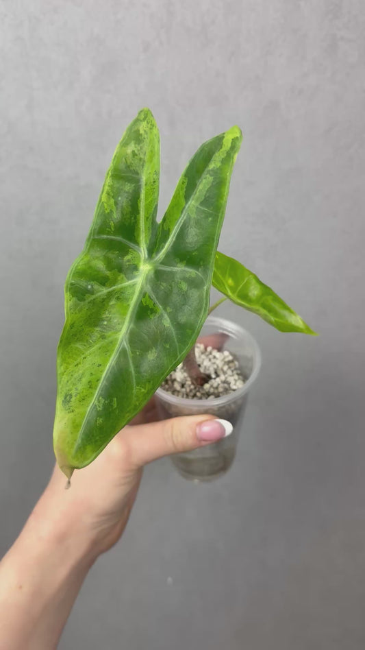 Alocasia Longiloba Lemon Mint